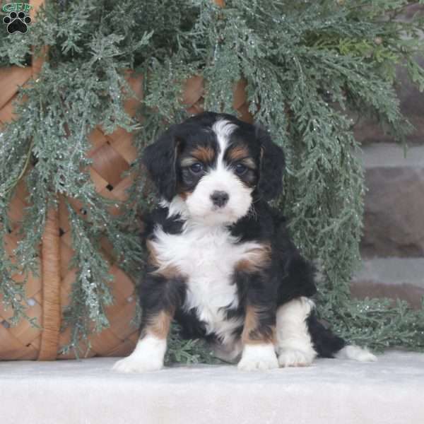 Chief, Cavapoo Puppy